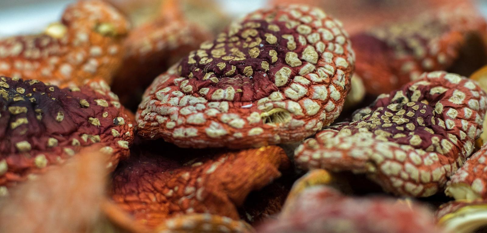 How to Find a Reliable Supplier for High-Quality Amanita Muscaria