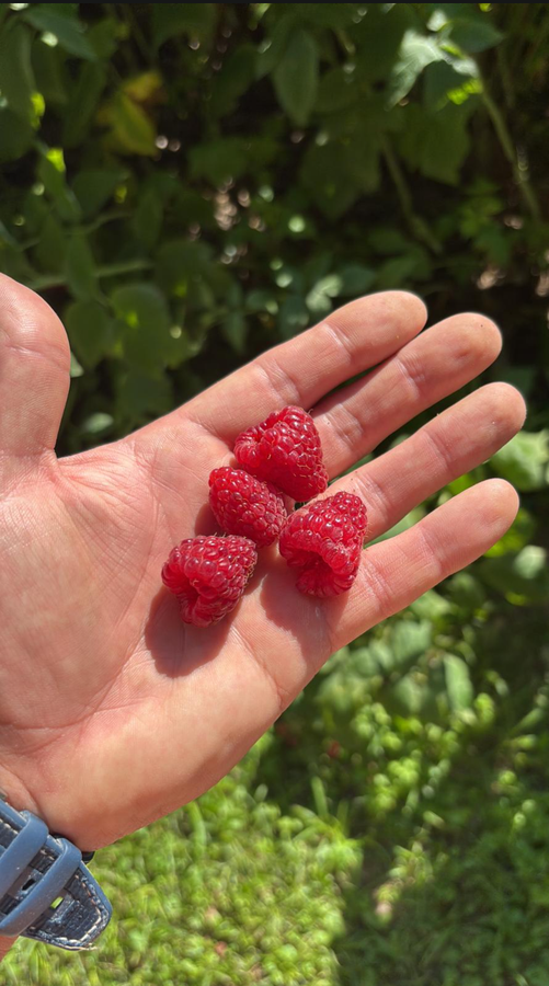 Why a $5.8B Market Still Lacks a Complete Biostimulant