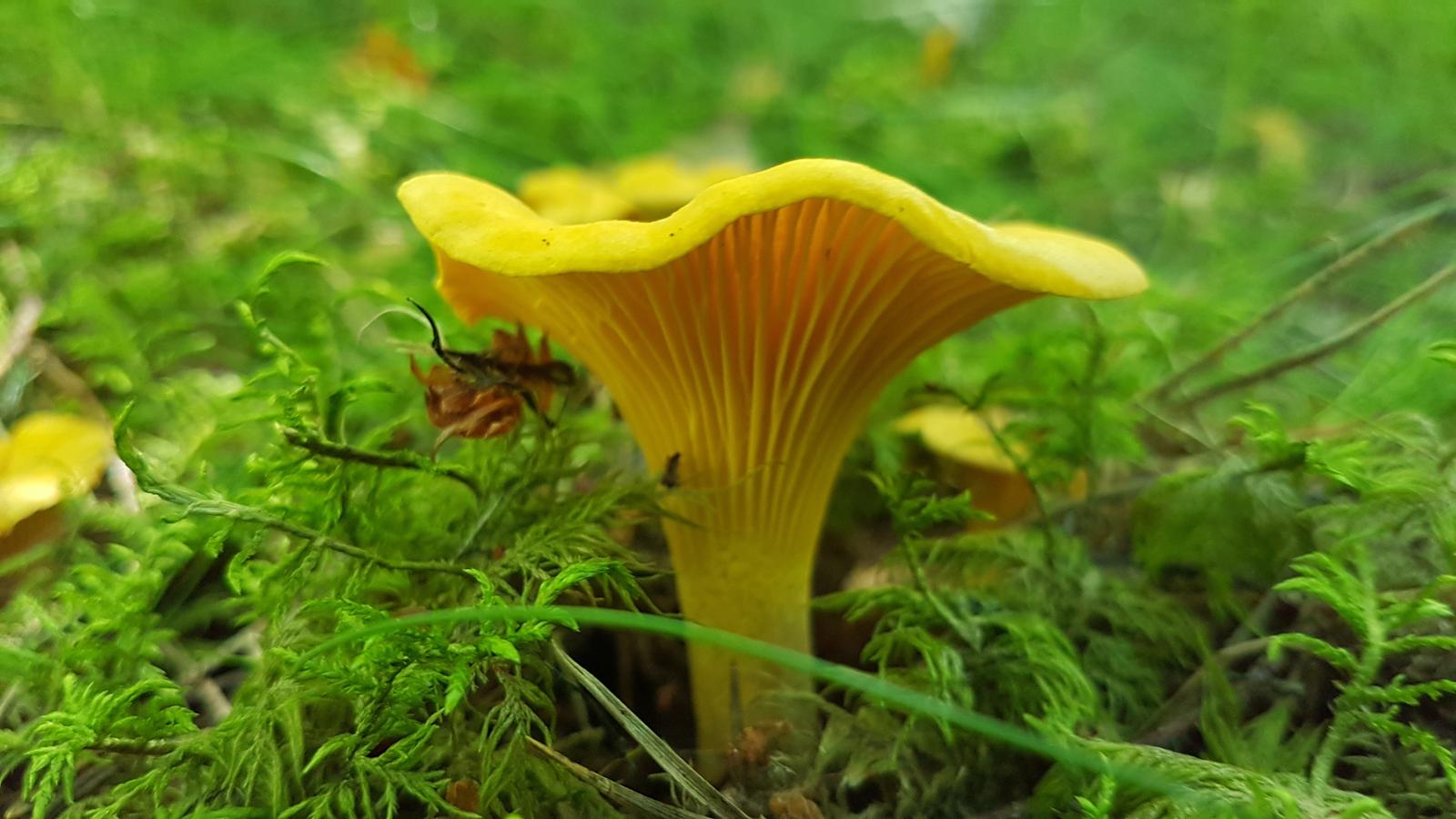 Chanterelles: Forest Treasures from Medicinal Marvels to Gourmet Delights